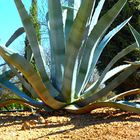 agave americana