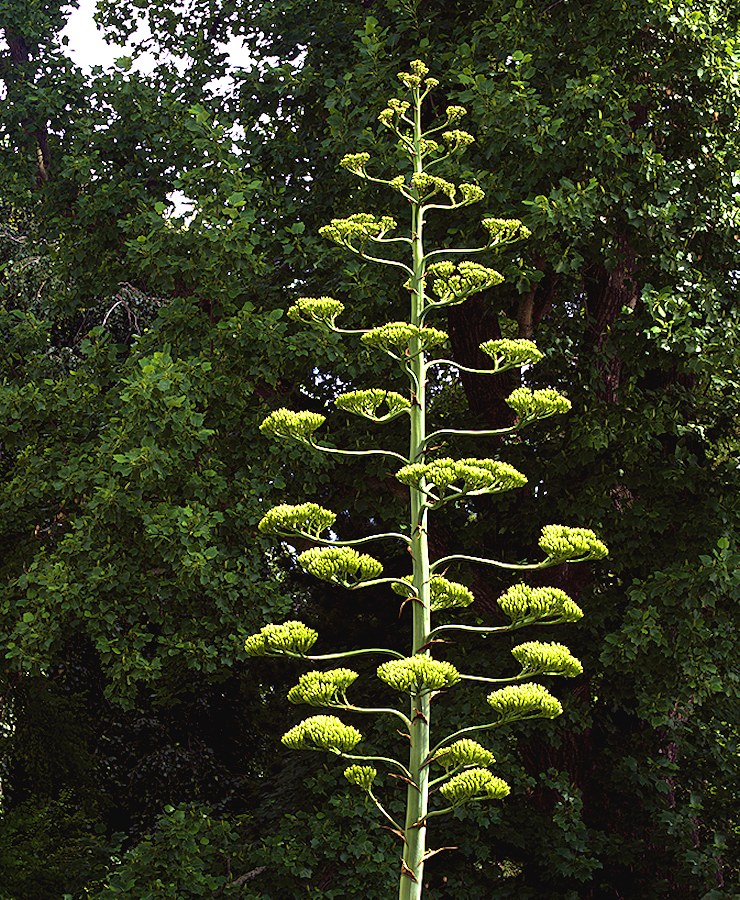 Agave americana