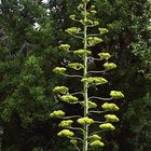 Agave americana