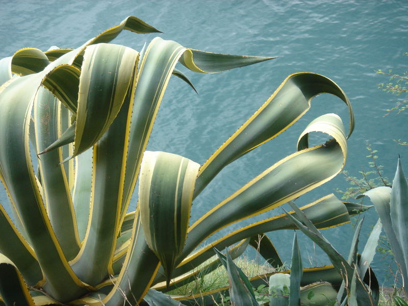 AGAVE americana v. variegata