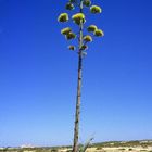 Agave an der Algarve