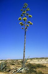 Agave an der Algarve