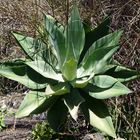 Agave attenuata