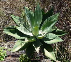 Agave attenuata