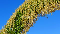 " Agave attenuata "