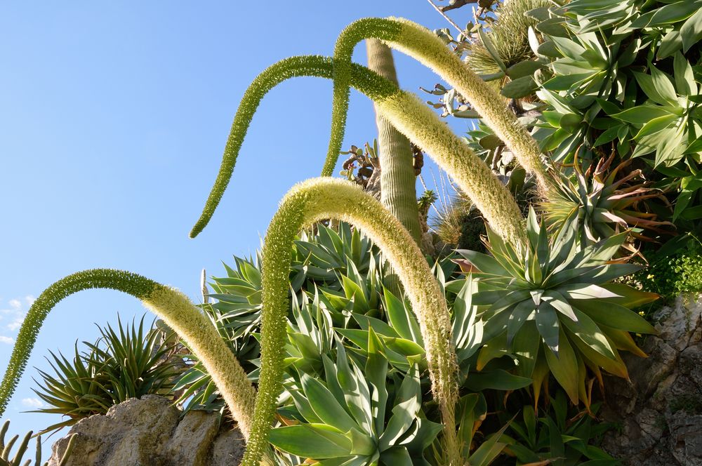 Agave attenuata