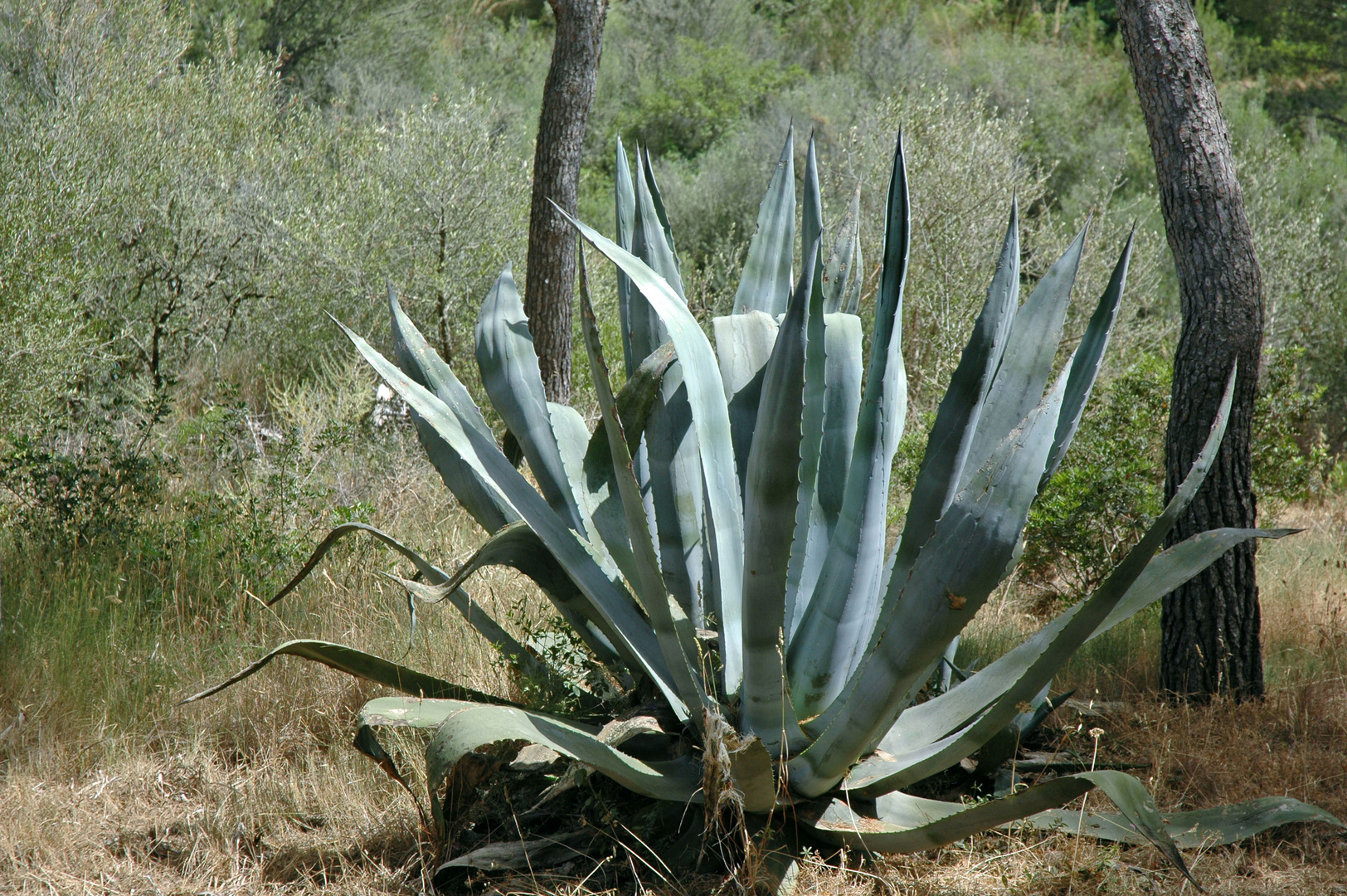 Agave auf Mallorca