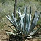 Agave auf Mallorca