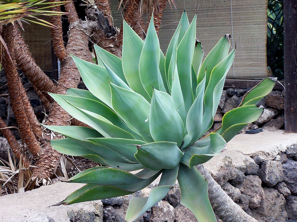 Agave