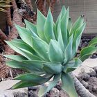 Agave