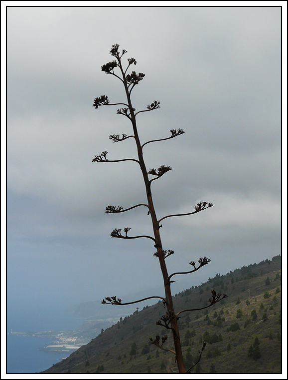 Agave