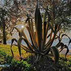 Agave