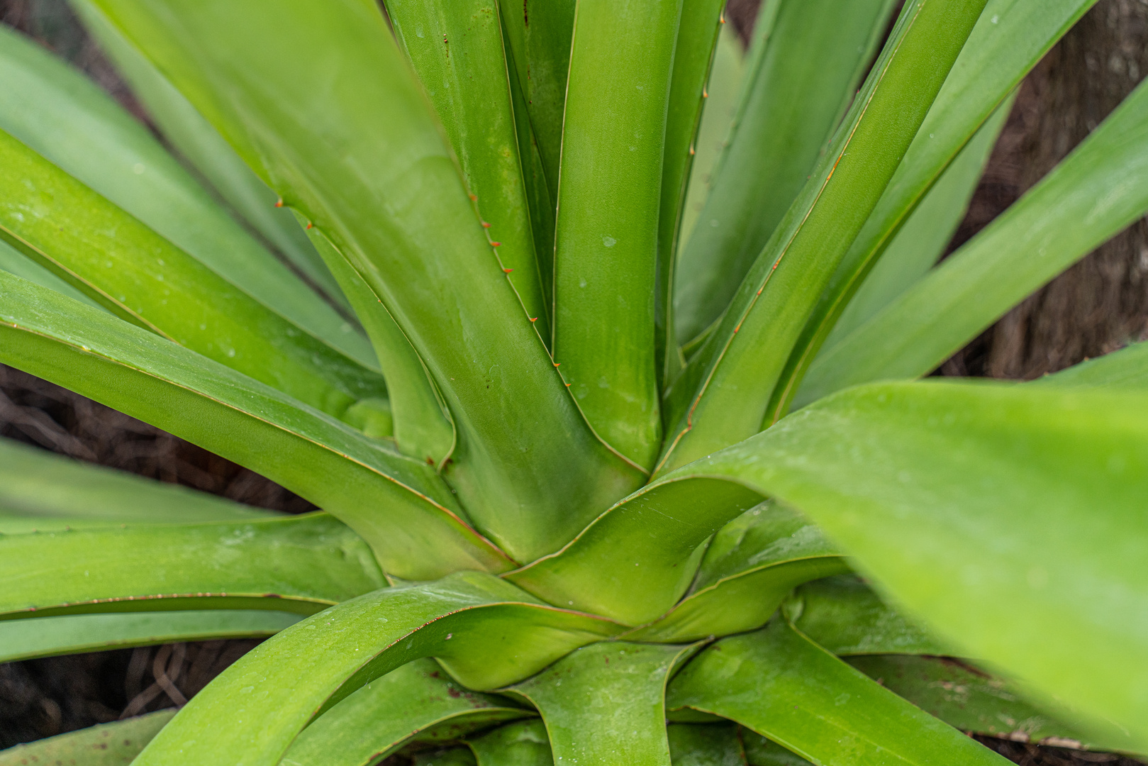 Agave Foto & Bild | natur, pflanzen, blätter Bilder auf fotocommunity