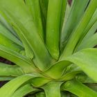 Agave 