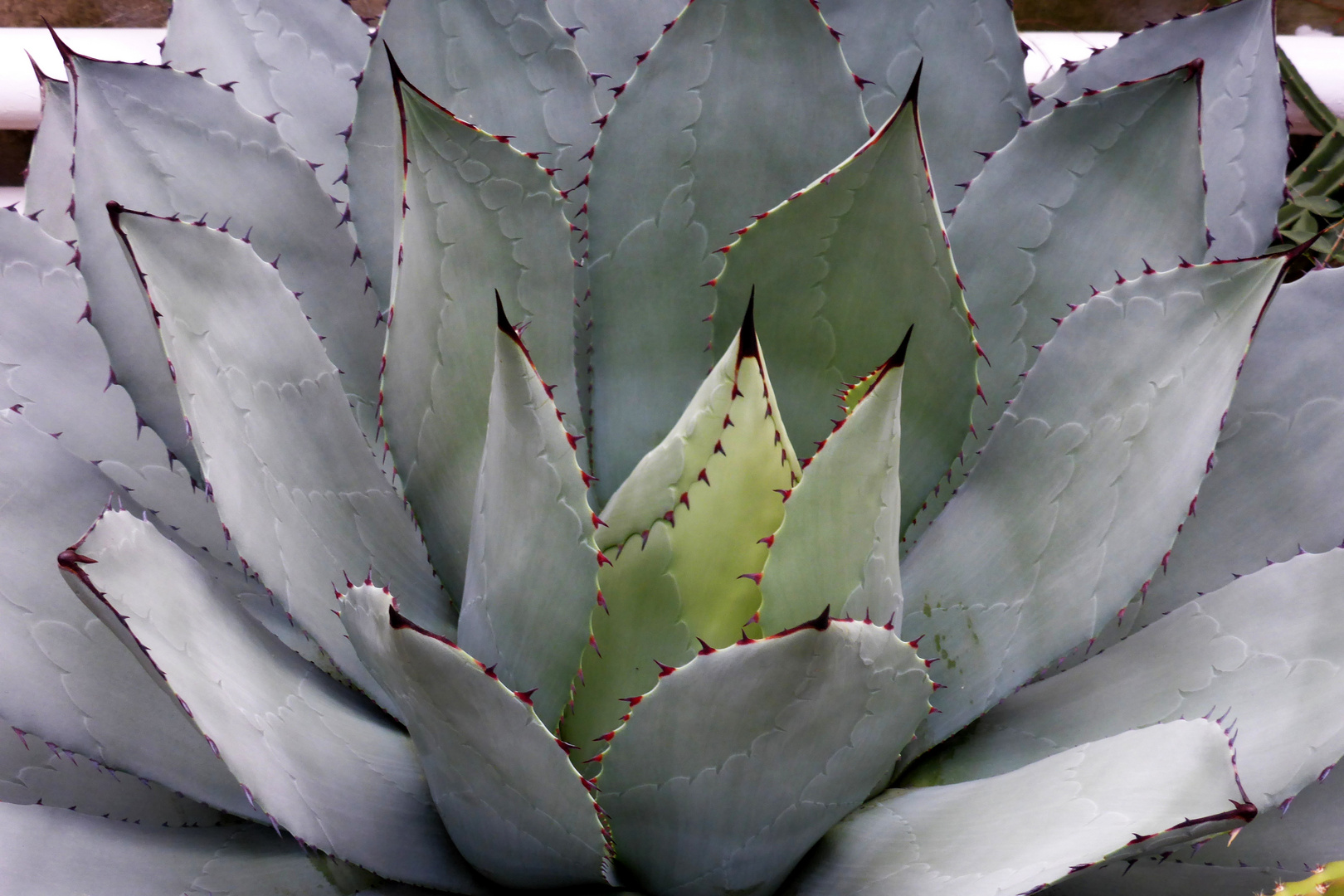 Agave-Bot-Garten-Münster