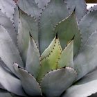 Agave-Bot-Garten-Münster