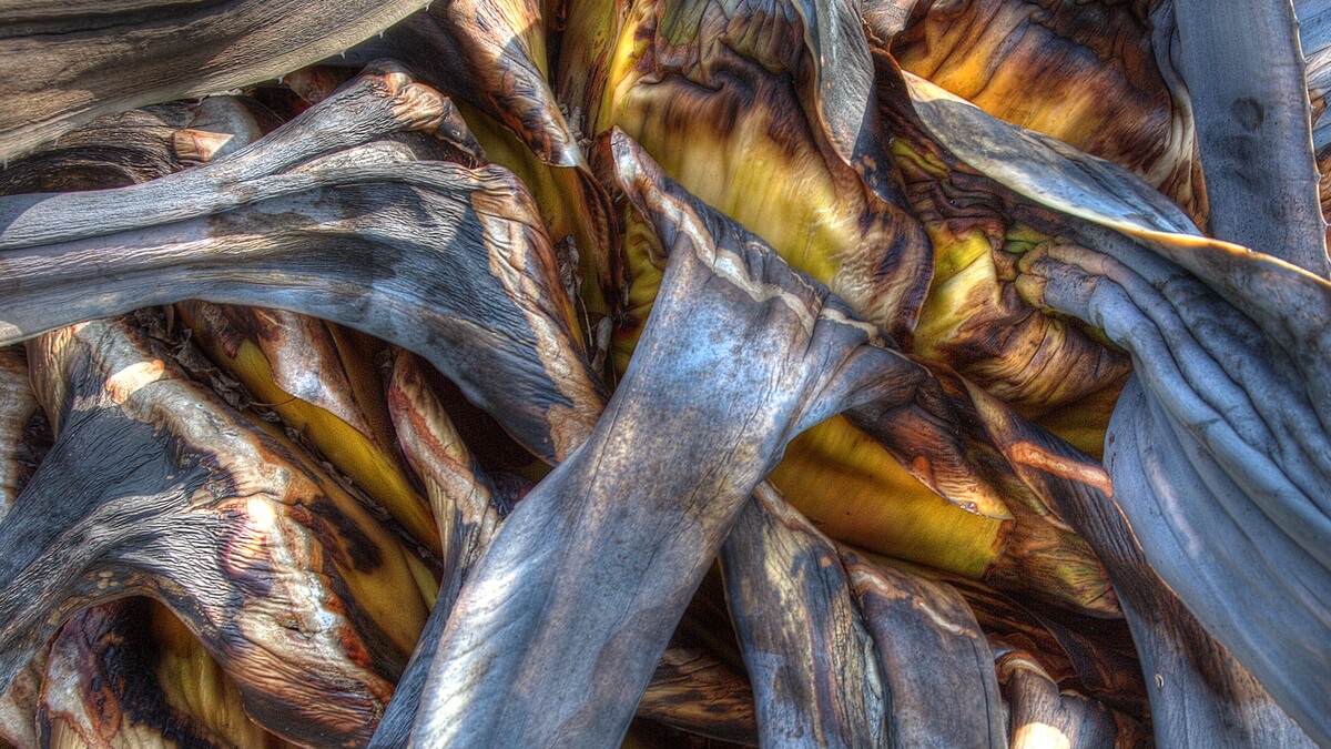 Agave