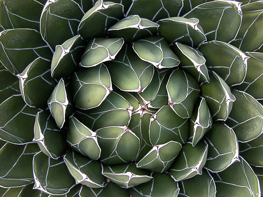 Agave