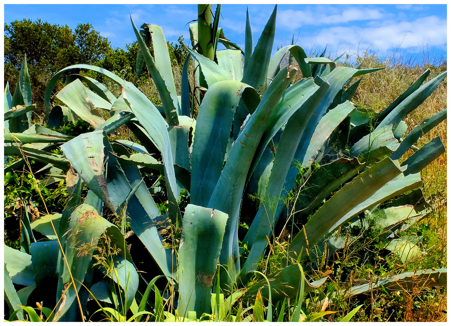 Agave