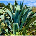 Agave