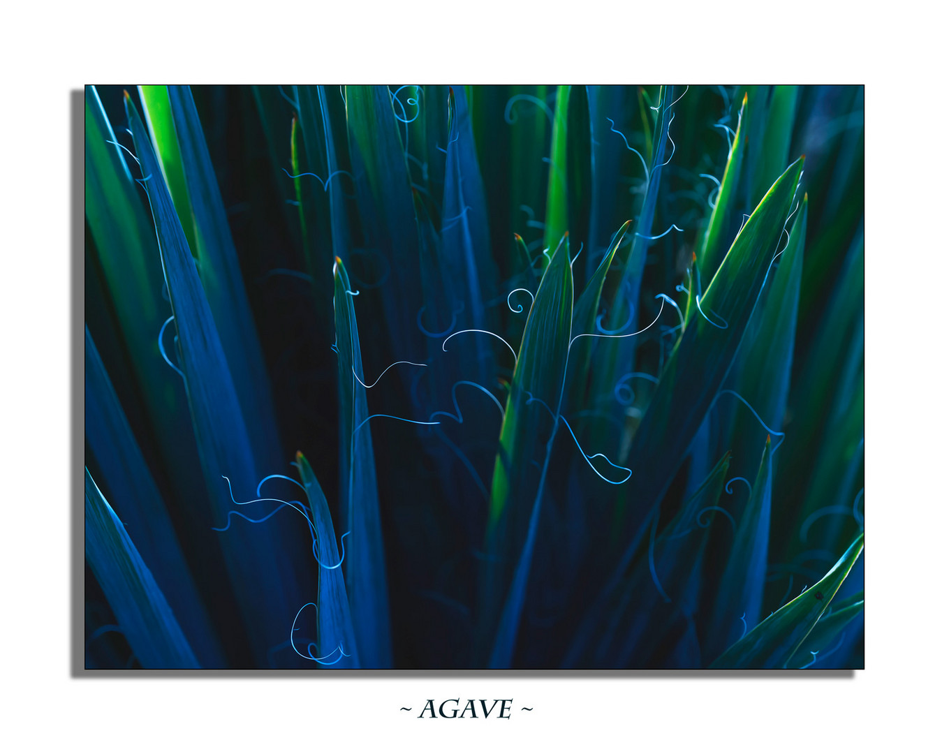 ~ Agave ~