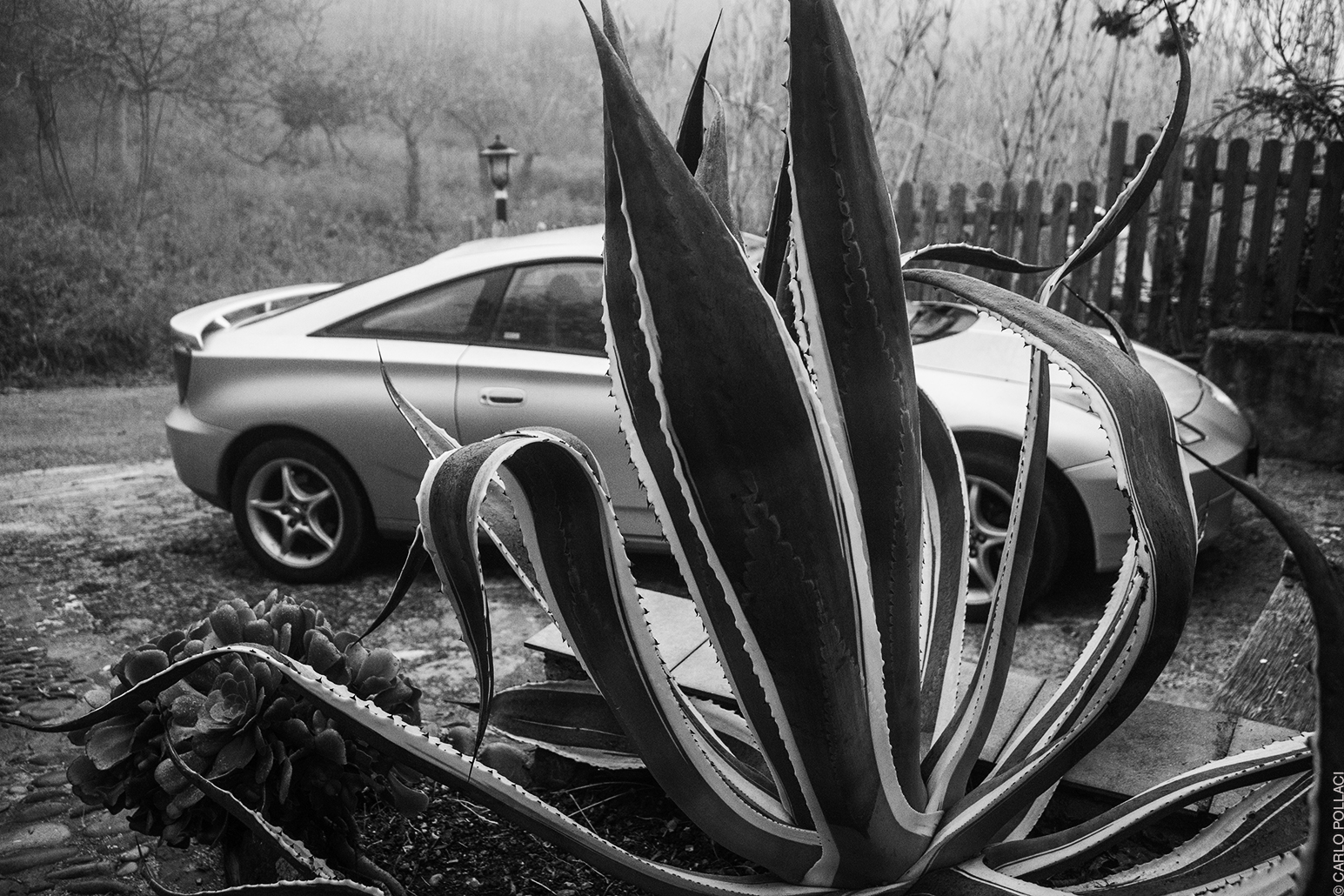 Agave (distraction on a gloomy day)