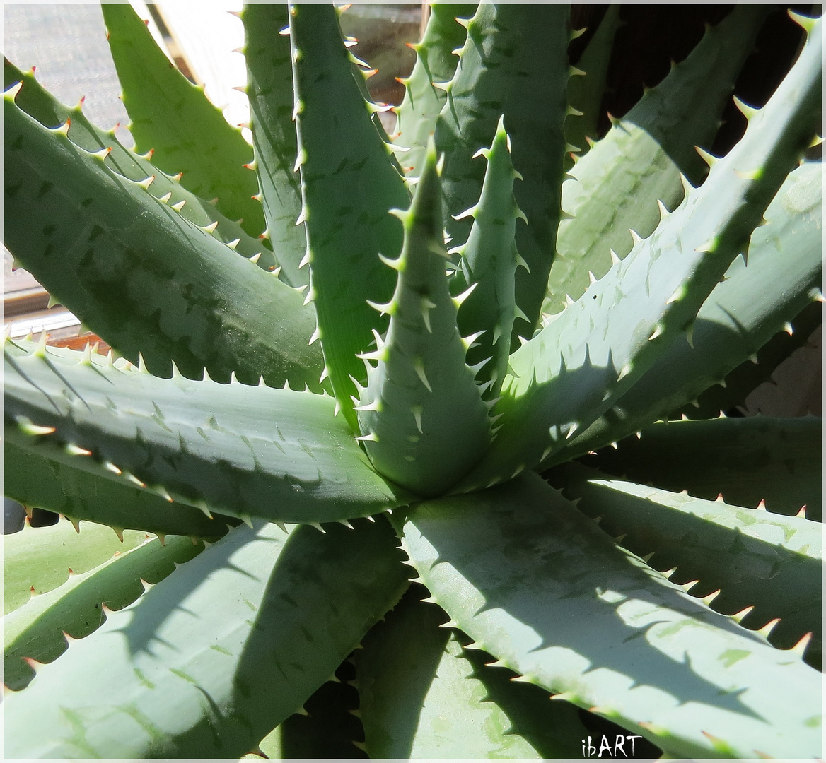 AGAVE