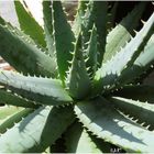 AGAVE