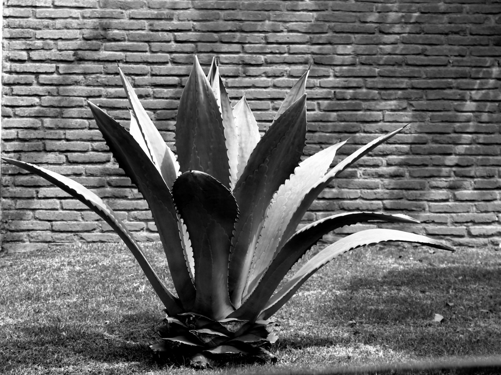 Agave