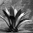 Agave