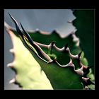 Agave