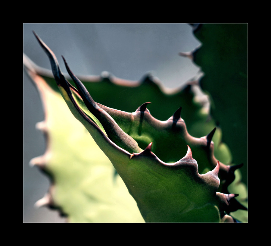 Agave