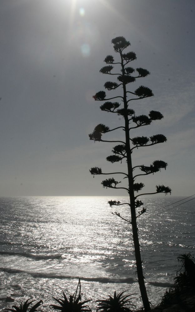 Agave en contre-jour