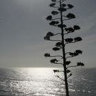 Agave en contre-jour