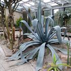 Agave franzosinii