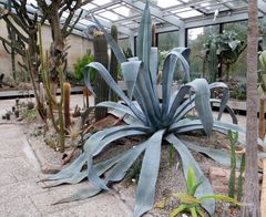 Agave franzosinii