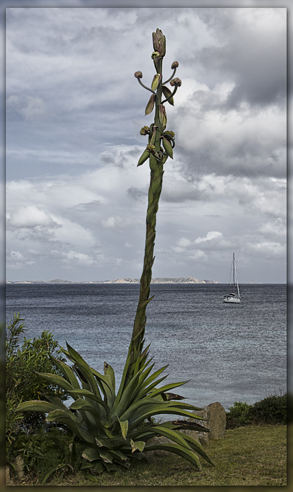 Agave gigantis - Flora mercurii