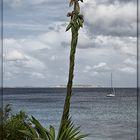 Agave gigantis - Flora mercurii