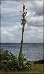 Agave gigantis - Flora mercurii