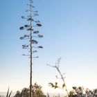 Agave im Abendlicht