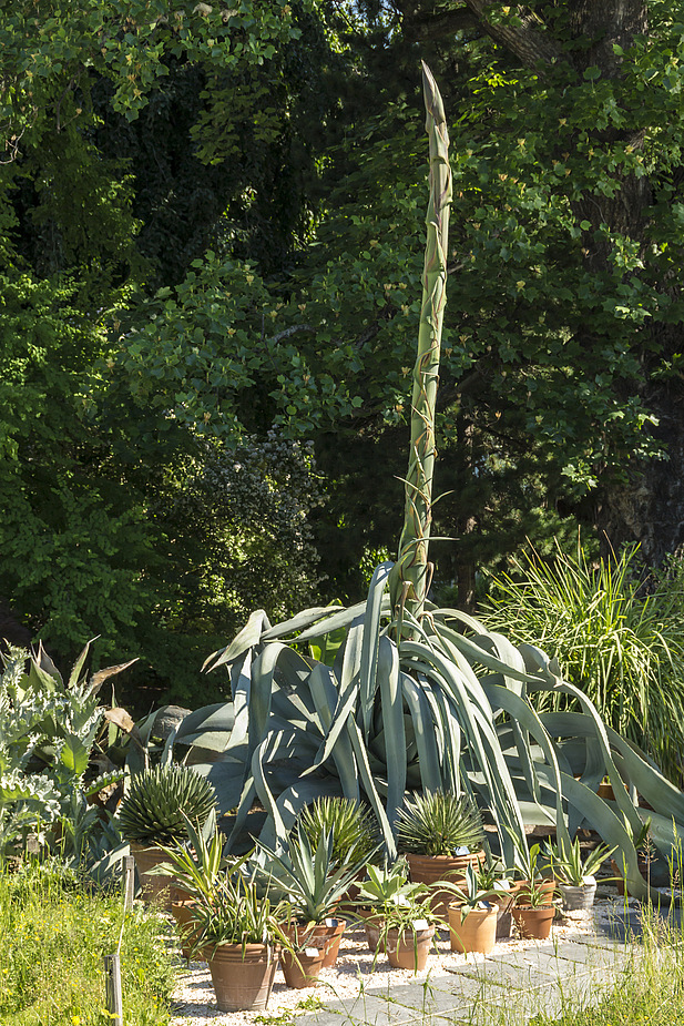 Agave im Botanischen Garten