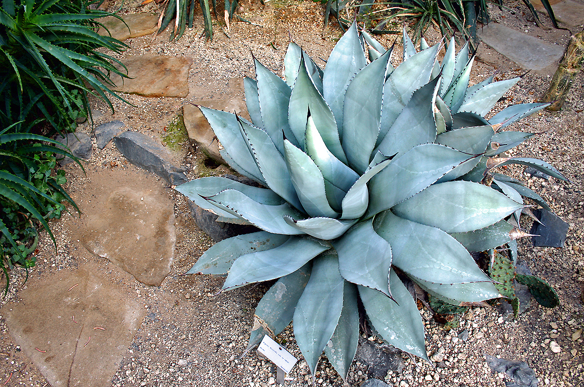 Agave im Gewäckshaus  Rombergpark Dortmund