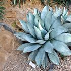 Agave im Gewäckshaus  Rombergpark Dortmund