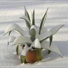 Agave im Schnee