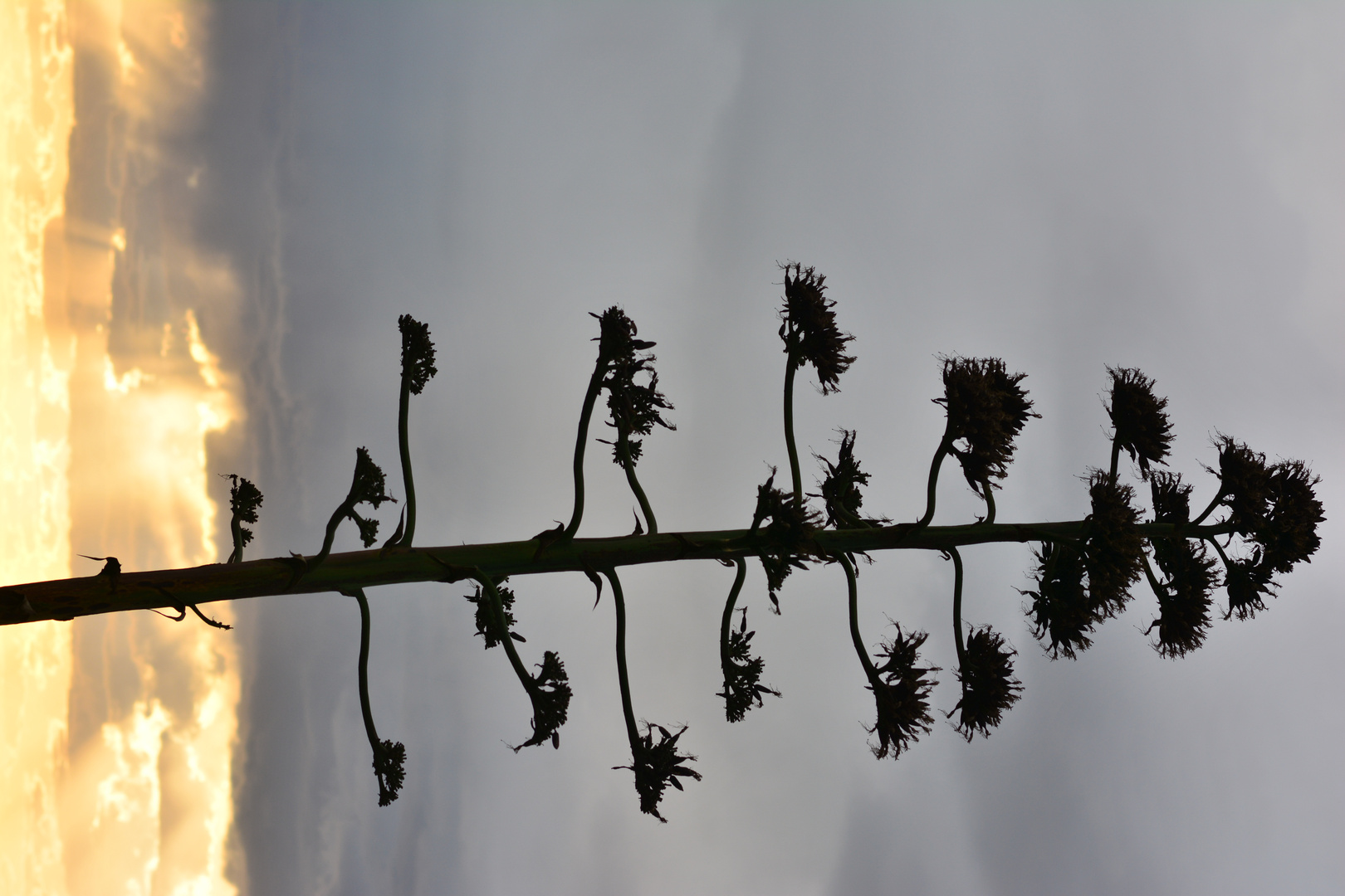 Agave im Sonnenuntergang