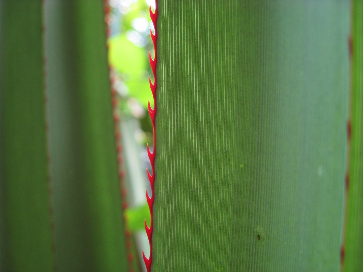 Agave im Zoo Zürich