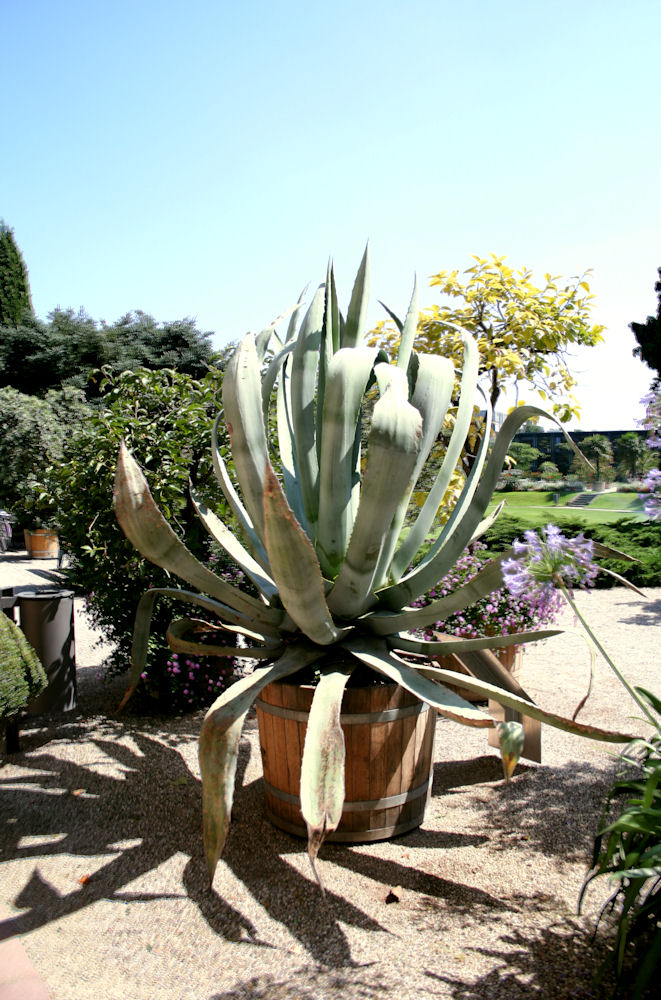 Agave in der Orangerie Karlsruhe