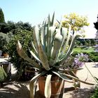 Agave in der Orangerie Karlsruhe