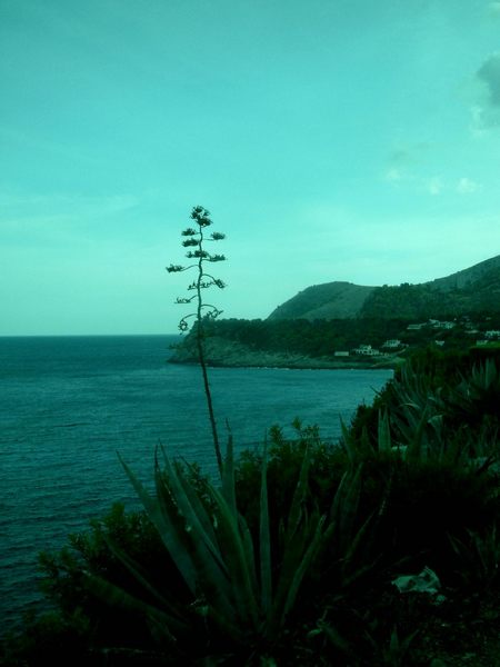 Agave in leichtem Grün