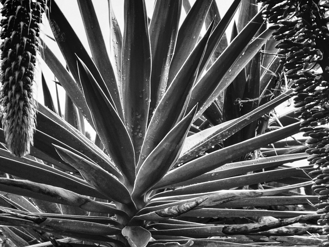 Agave in sw